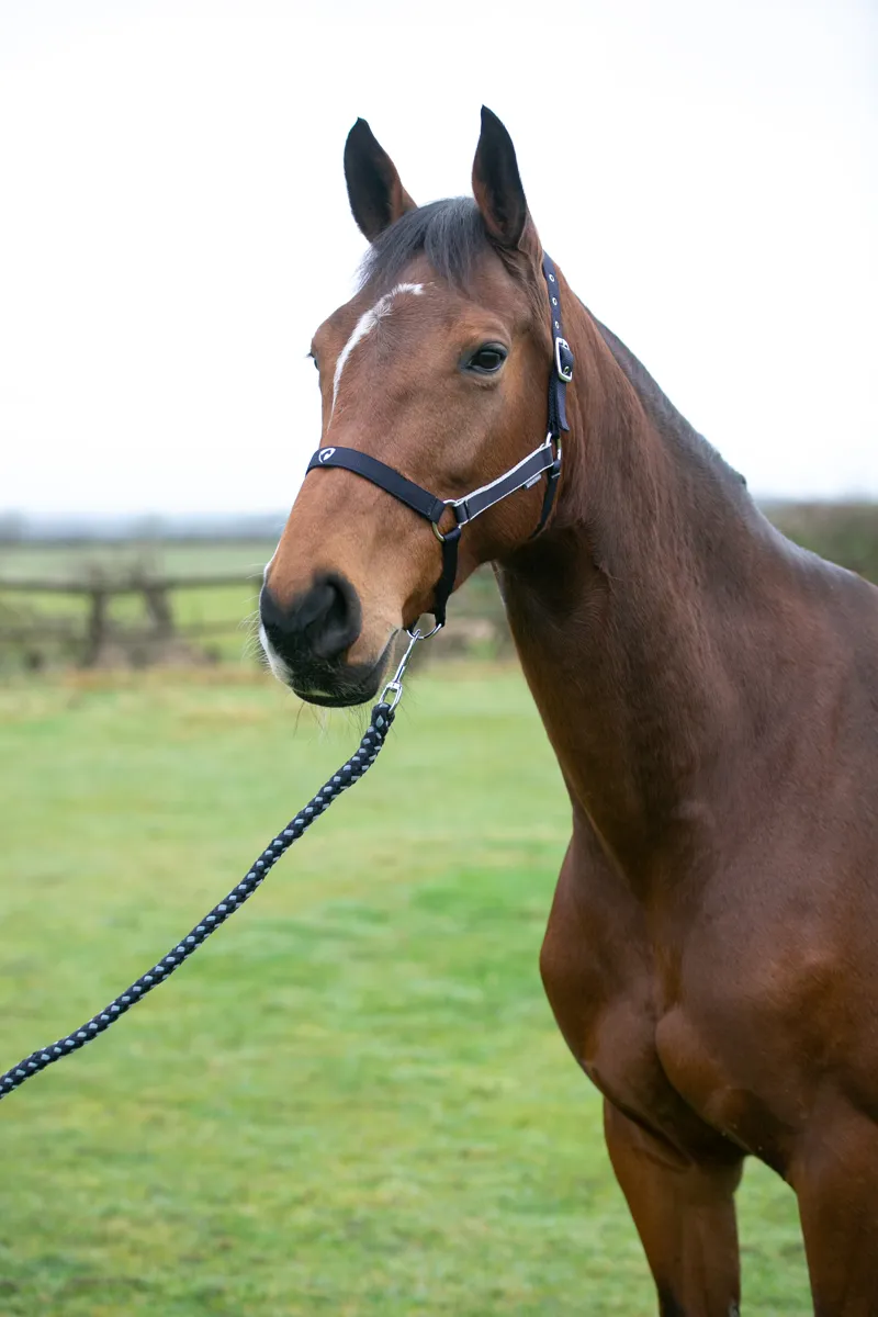 Hy Equestrian Synergy Head Collar and Lead Rope - Navy/Silver-3